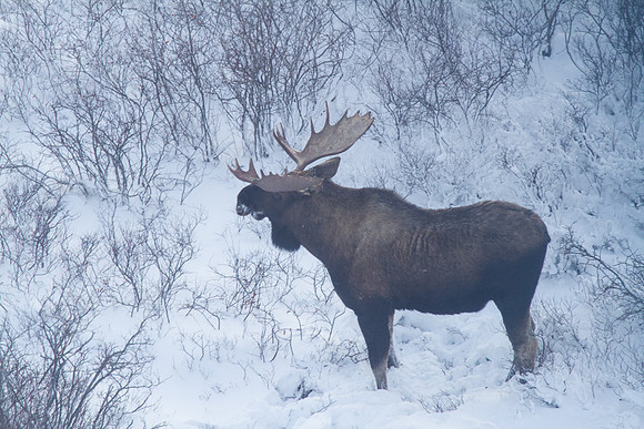 Moose 4