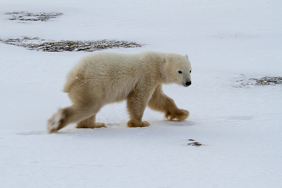 Polar Bear Cub 2