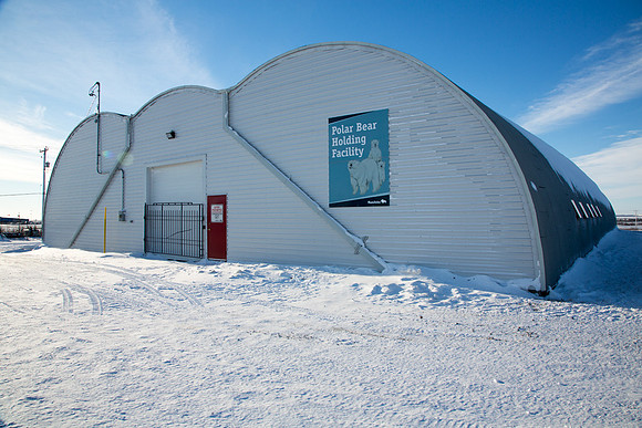 Polar Bear Jail 1