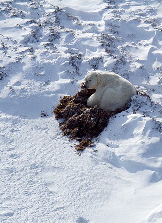 Polar Bear from the Air 5