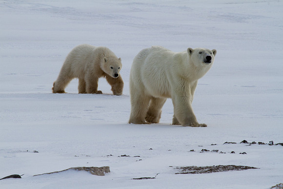 Polar Bear and Cub 4