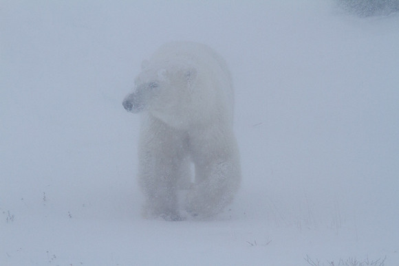 Frozen Bear 16