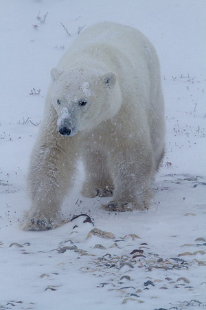 Frozen Bear 17