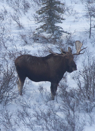 Moose 2