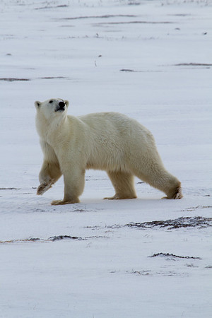 Polar Bear 6