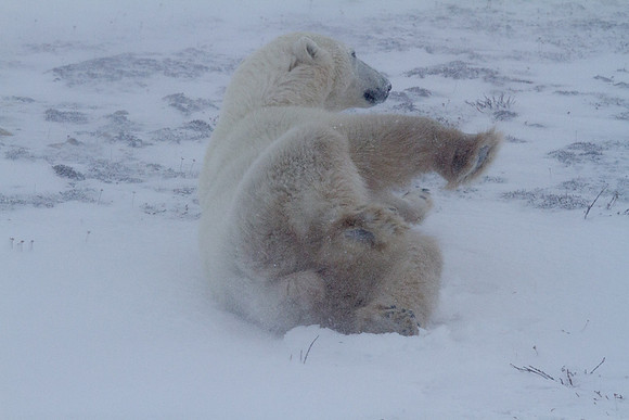 Frozen Bear 21