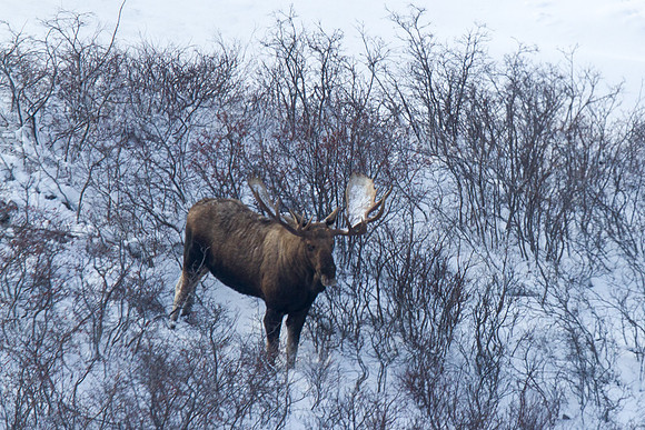 Moose 1