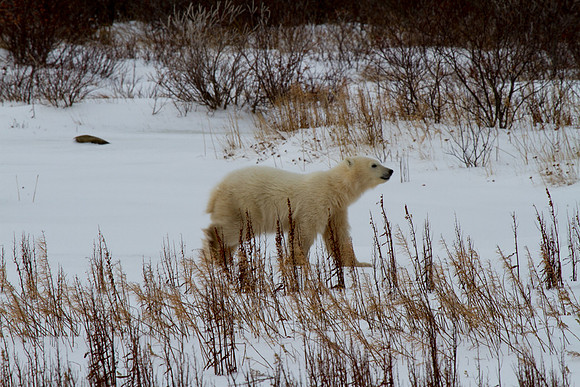 Polar Bear Cub 4