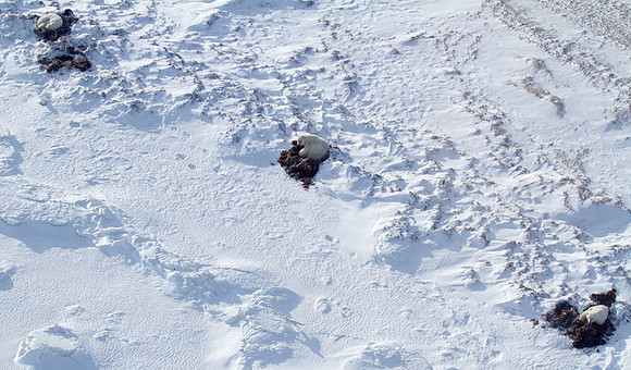Polar Bear from the Air 6