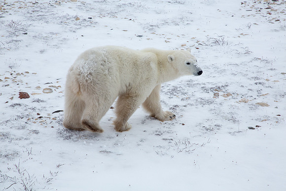 Frozen Bear 4