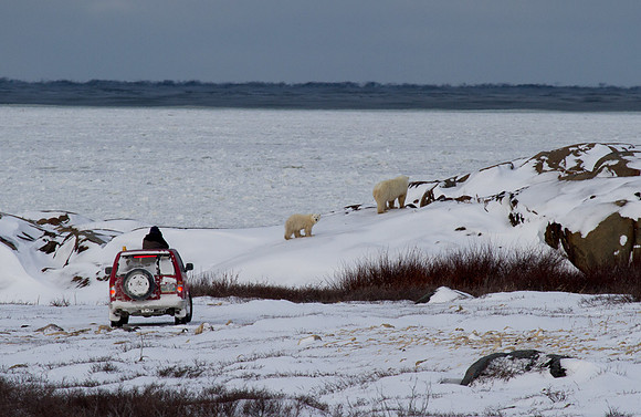 Photgraphing Bears