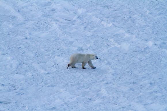 Polar Bear from the Air 9