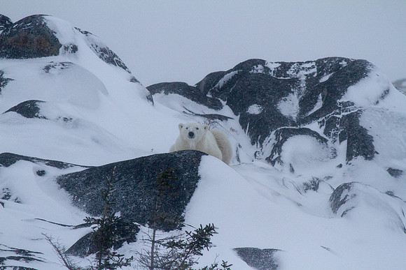 Frozen Bear 5