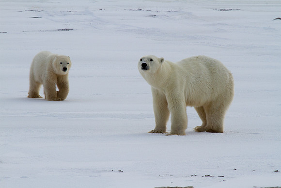 Polar Bear and Cub 3