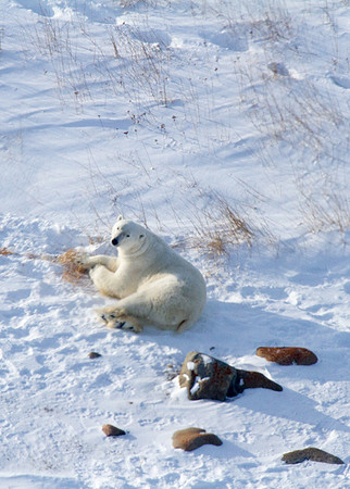 Polar Bear from the Air 1