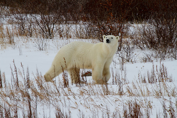Polar Bear 8