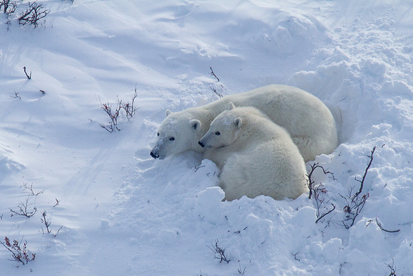 Polar Bear from the Air 7
