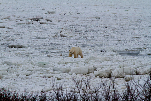 Polar Bear on the Bay 1