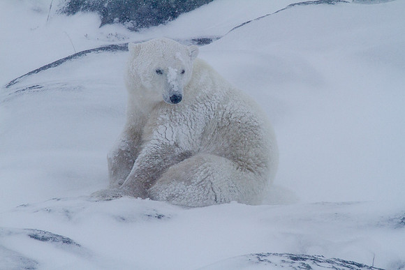 Frozen Bear 11