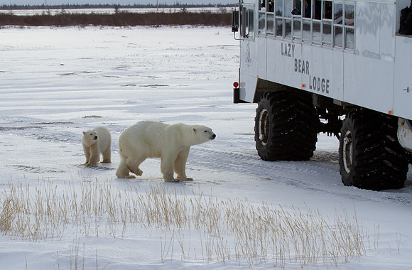Polar Bears at Tundra Buggy