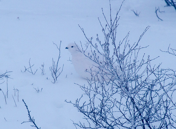 Ptarmigan 2