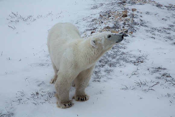 Frozen Bear 1