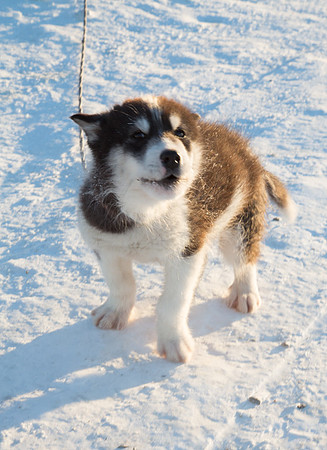 Husky Pup 2