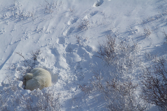 Sleeping Bear