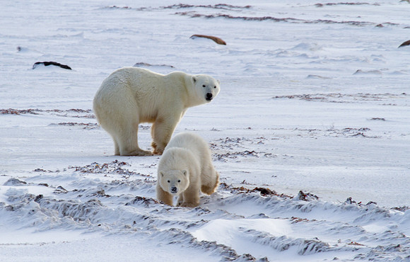 Polar Bear and Cub 1