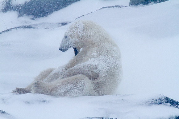 Frozen Bear 12