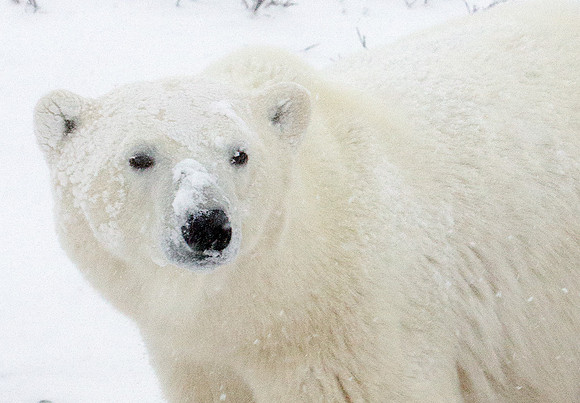 Frozen Bear 22