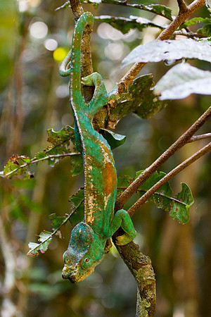 Parson's Chameleon 9