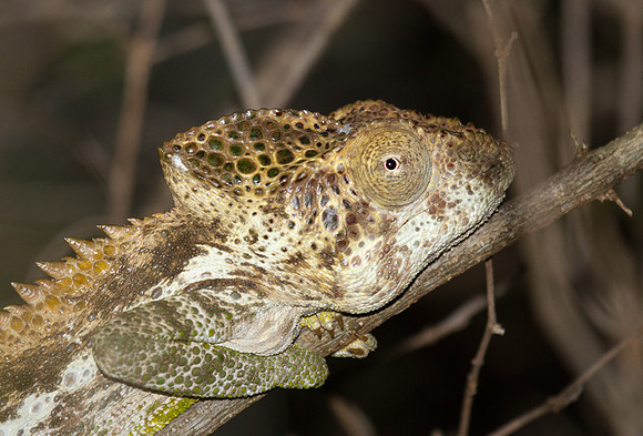 Spine Backed Chameleon