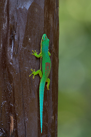 Day Gecko 3