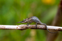 Callumus Gallus Horned Chameleon