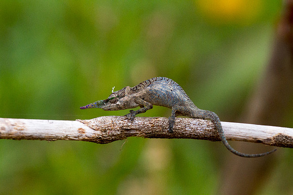 Callumus Gallus Horned Chameleon