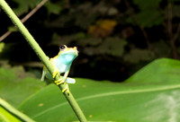 Boophis Mdagascascariensis 1