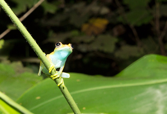Boophis Mdagascascariensis 1