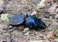 Carobi Beetle