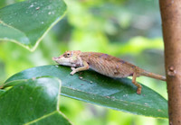Chameleon Unknown