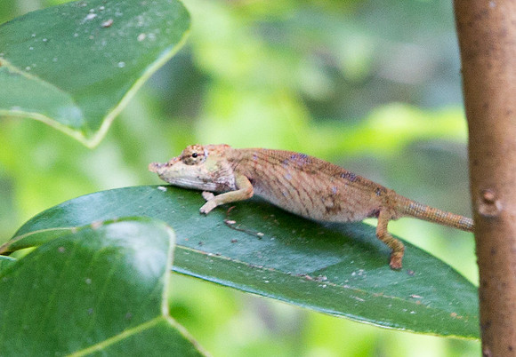 Chameleon Unknown