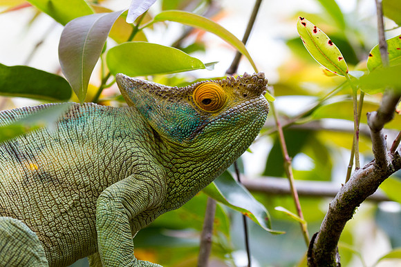 Panther Chameleon 3