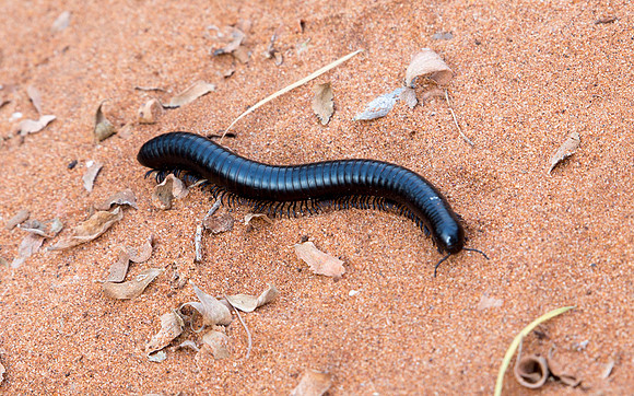 Millipede 2