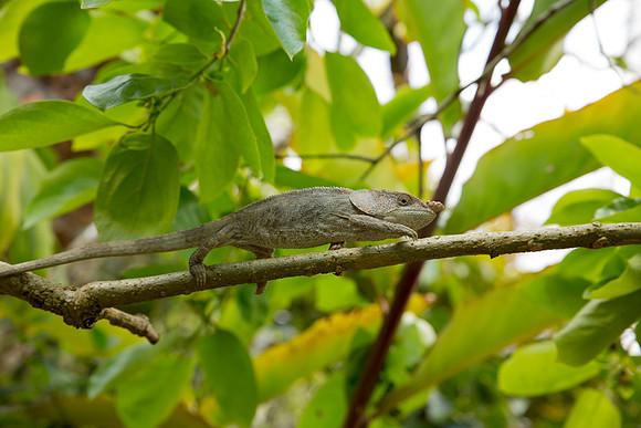 Nose Horned Chameleon