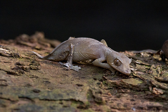 Leaf Tailed Gecko 4
