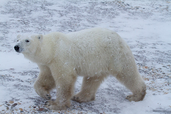 Frozen Bear 18