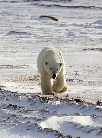 Polar Bear 2