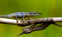 Dueling Chameleons