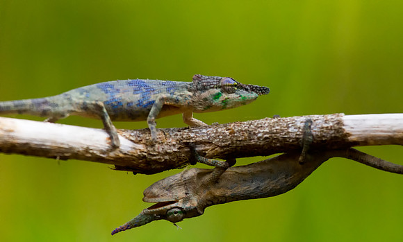 Dueling Chameleons