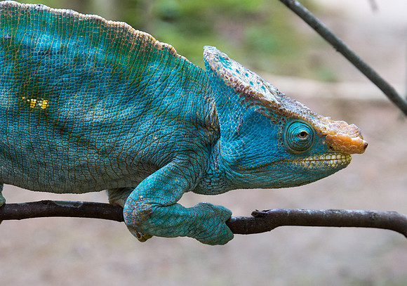 Parson's Chameleon 4